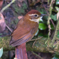 Canebrake Groundcreeper